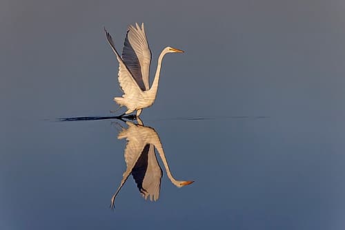 Great egret reflection on water while fishing, Merritt Island National Wildlife Refuge, Florida Animals Print